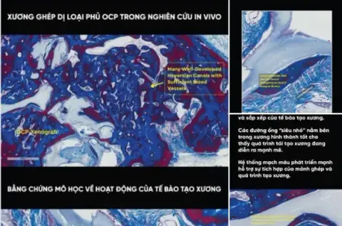 Bác sĩ Nha khoa Thẩm mỹ hàng đầu — Châu Á – Thái Bình Dương